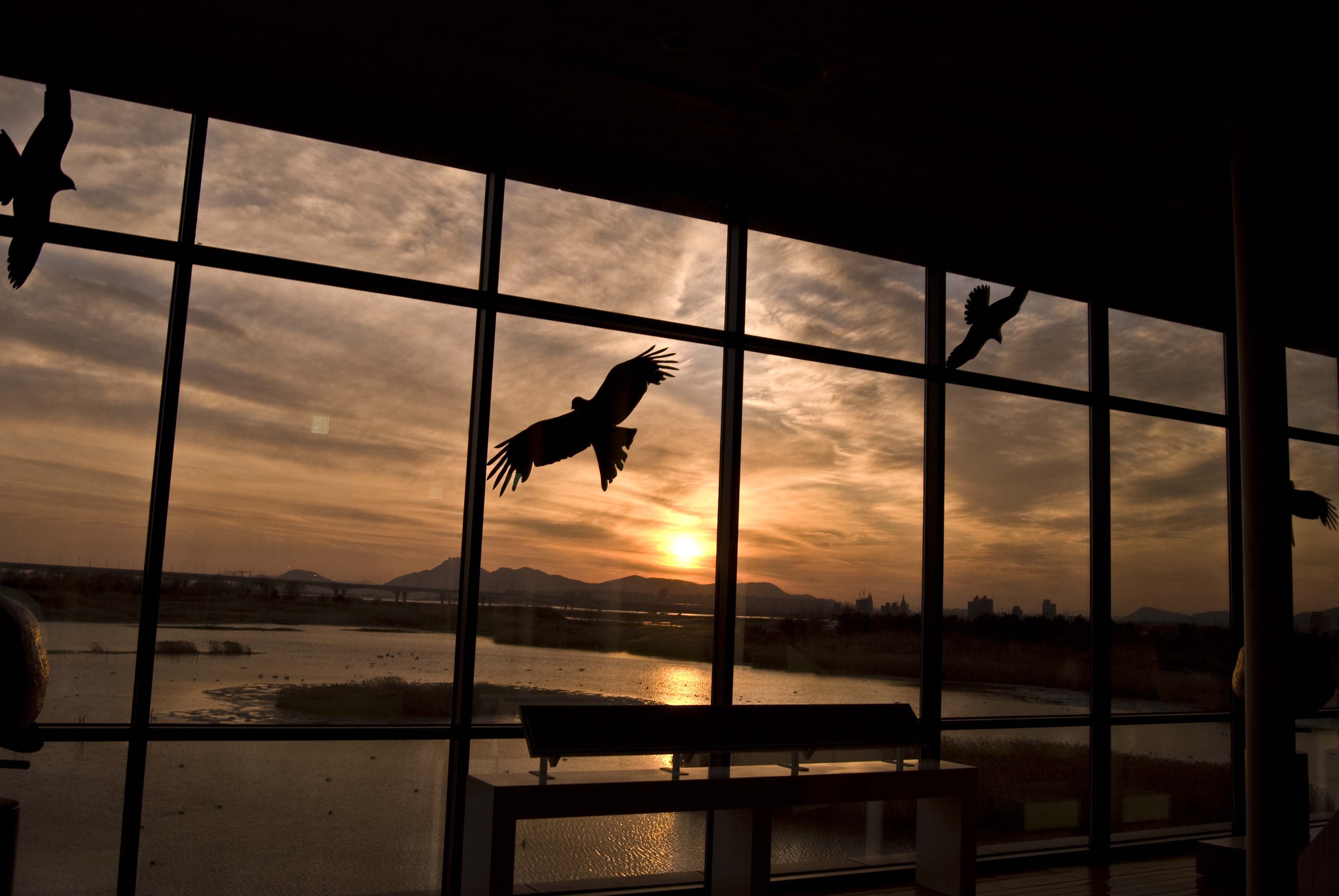 Bird Silhouette at Sunset